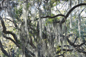 A closeup of a Savannah willow tree, in Georgia summer