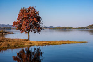 A lone Trident Maple tree (Acer buergerianum) gazing upon a Georgia lake in summer