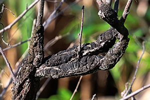 Closeup of Black Knot disease covering a branch