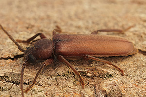 Closeup on a large Southern Pine Beetle