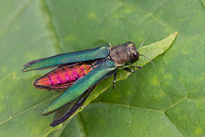Emerald Ash Borer Showing Its Colors on Georgia tree