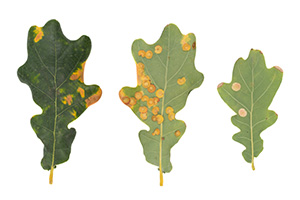 Tree pests galls of Neuroterus numismalis, oak leaf blister, on oak leaves isolated