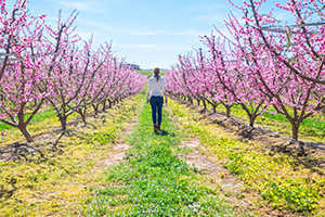 Woman in the middle of a field with peach tree blooming in spring day in Georgia 