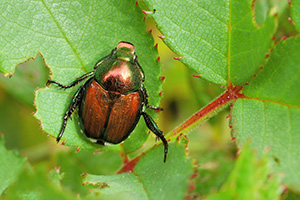 close up of Japanese Beetle - Popillia japonica - on a leaf