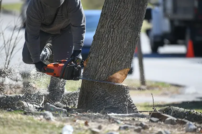 AKA Tree Service Expert removing a tree.