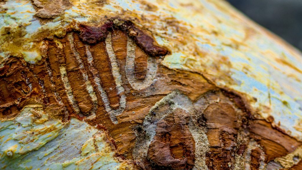 Emerald-Ash-Borer_-Special-Considerations-for-Nashville-Homeowners-Emerald-Ash-Borer-Trunk-Damage-AKA-Tree-Service-Georgia.jpg