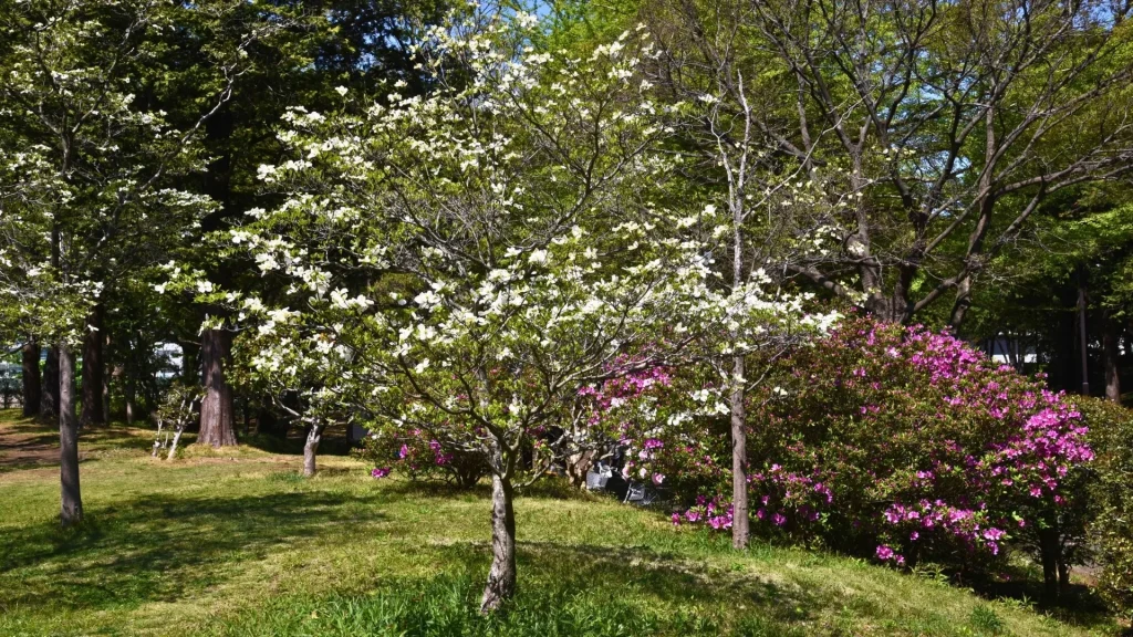 Granulate Ambrosia Beetle The Toothpick Frass Pest Hitting Nashville Ornamentals Dogwood Tree AKA Tree Service Nashville