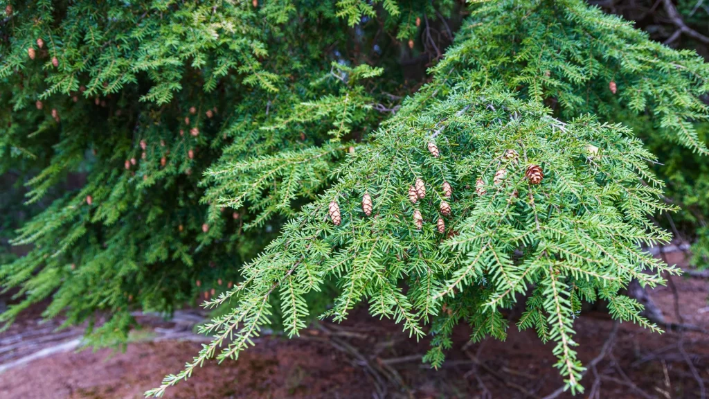 Hemlock Woolly Adelgid in Tennessee The Invasive Pest Threatening Our Hemlock Trees Eastern Hemlock AKA Tree Service Georgia
