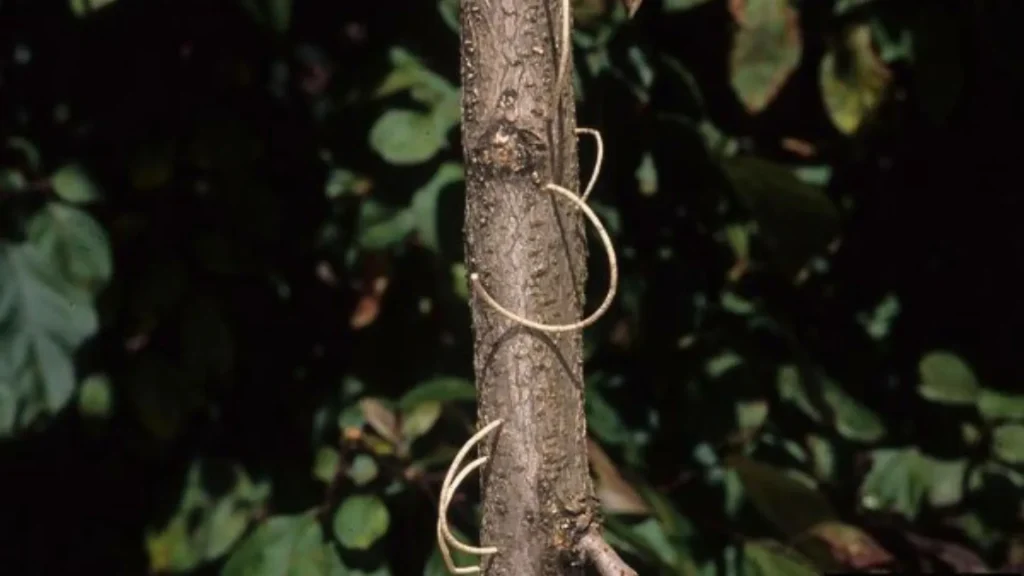 Important Georgia Tree Pests Why Are Toothpicks Popping Out of My Trees Visible Damage From Granulate Ambrosia Beetle AKA Tree Service Georgia