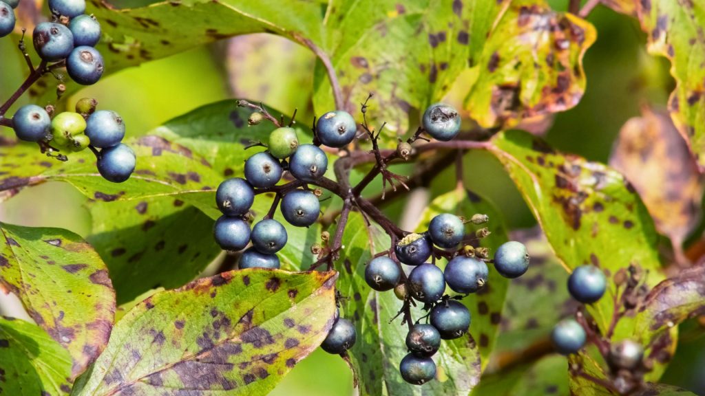 Dogwood Anthracnose Protecting a Middle Tennessee Favorite Dogwood Anthracnose AKA Tree Service Tennessee