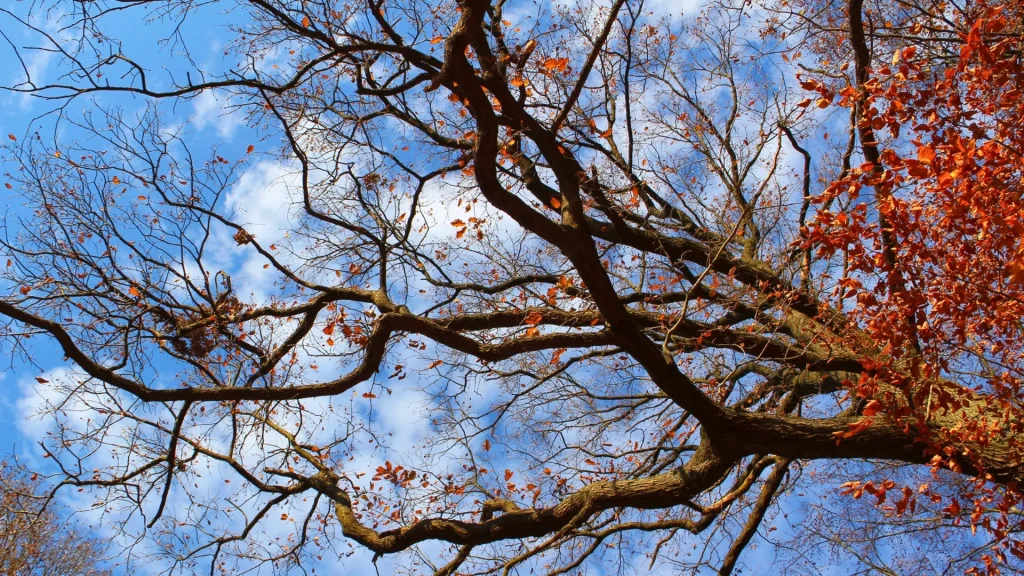 Dont Wait for Spring Why Dormant Season Is Prime Time for Tree Care — bare oak tree branches in late fall providing tree services across Georgia and Tennessee