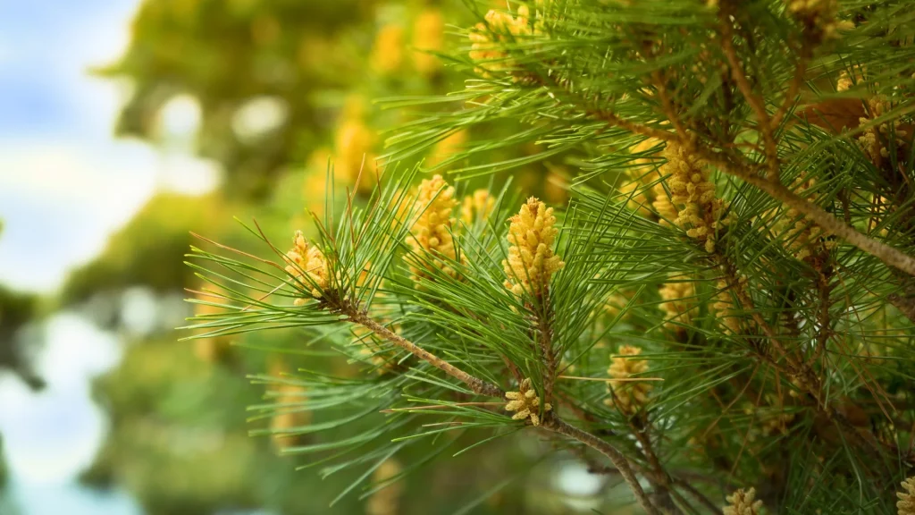 Ips and Black Turpentine Beetles Nashvilles Other Pine Killers Eastern White Pine AKA Tree Service Tennessee