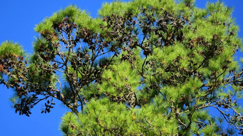 Protecting Atlantas Loblolly and Shortleaf Pines from Bark Beetles Loblolly Pine AKA Tree Service Georgia 1024x576